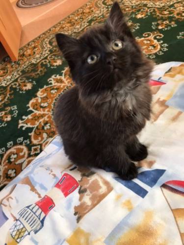 Котенок ищет дом