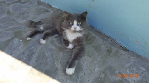 Котята ждут  новых хозяев?