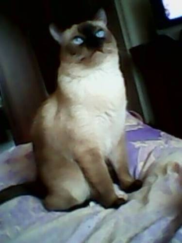 котята тайской кошечки