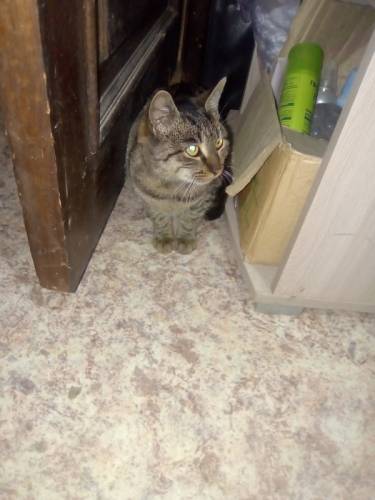котят  отдам