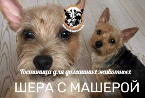 Гостиница для домашних животных