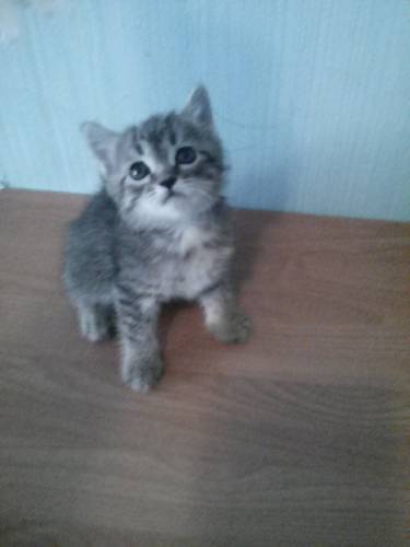 отдам даром котят