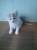 отдам даром котят