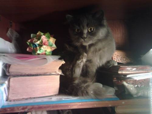 Очаровательные и умные котята