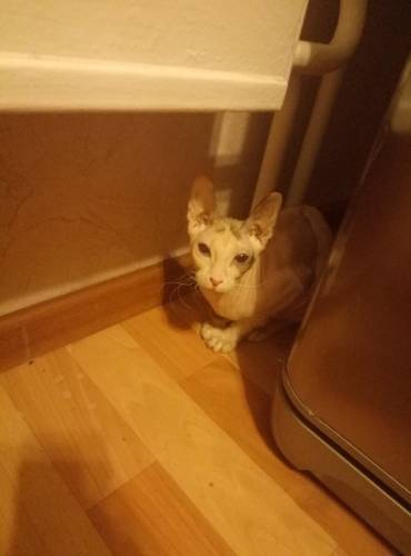 Сфинкс в добрые руки
