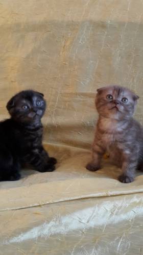 Продам породистых котят