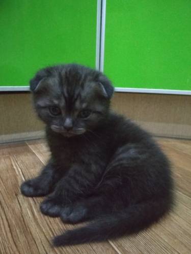 Продам шотландского котика