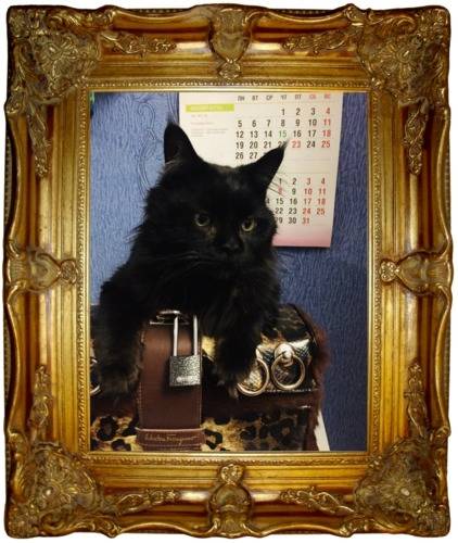 Котята породы мэйн-кун . Цвет черный
