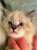 Котенок породы Невская- маскарадная