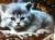 котята шотландской породы