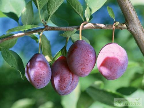 Плодово-ягодные культуры от производителя.