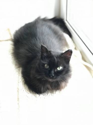 Кошечка ищет дом