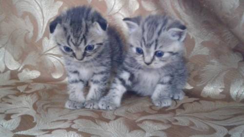 милые плюшевые котята