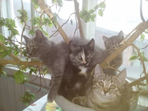 Бесплатно, отдам котят