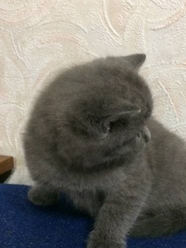 Продаётся шотландский котенок