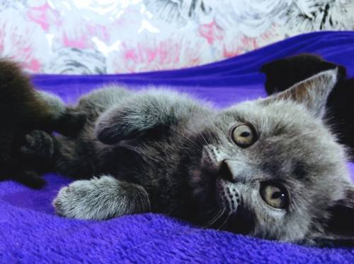 продам котят шотландские  веслоухие
