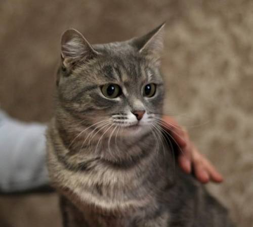 Отдам даром кошку