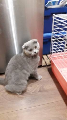 Котенок шотландской вислоухой