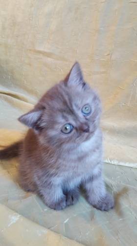 Продам шотланскую кошечку