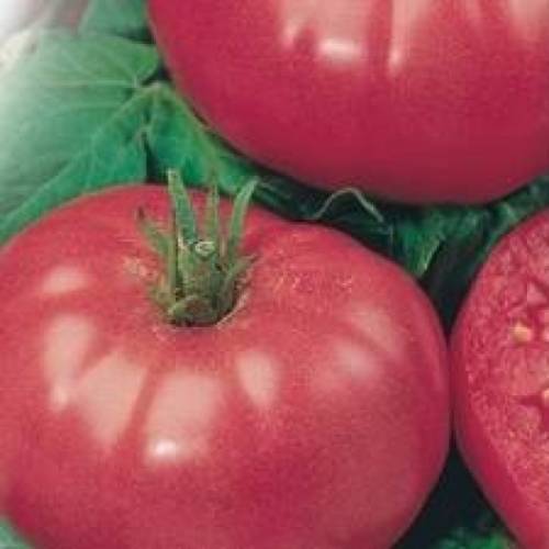 Продаем семена томатов в Краснодаре