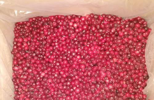 Продам клюкву дикую