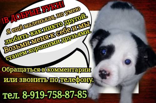 Отдам кутят в добрые руки