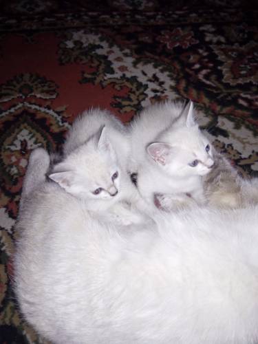 Отдам в добрые руки котенка