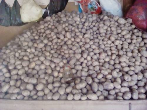 Продам едовой картофель 