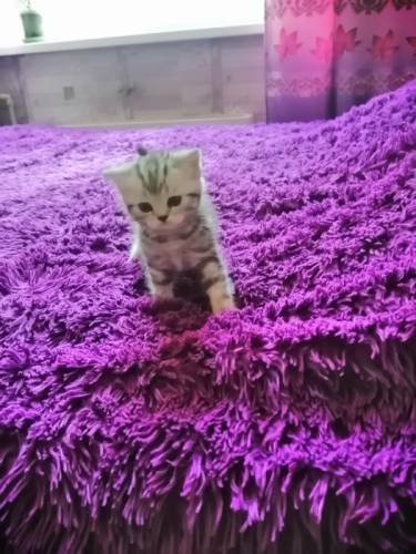 Котёнок Британец. Игривый, хорошо ест. 