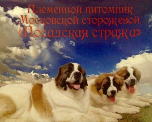 Щенки Московской сторожевой