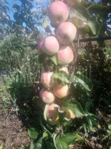 Продажа яблок оптом и в розницу