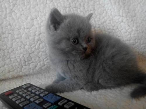  Продам британских котят