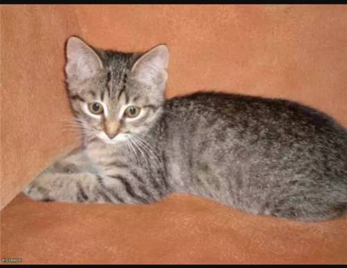 Котёнок ищет дом