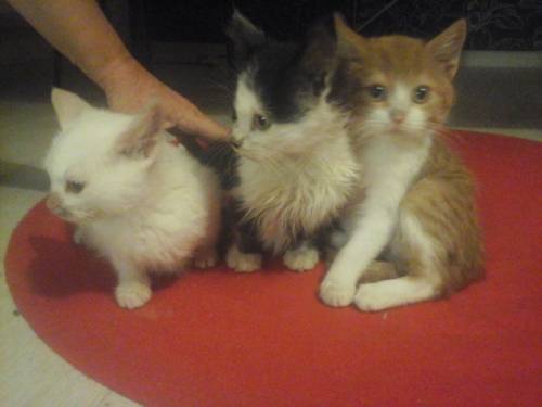 Котята в хорошие руки:)