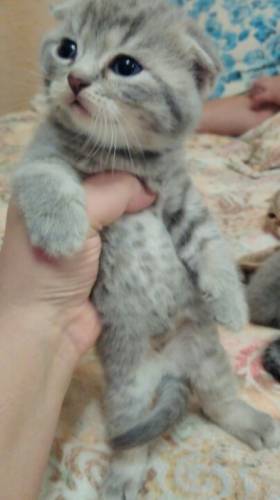 Продается шотландская вислоухая кошечка