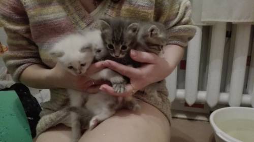 Сибирские пушистые котята