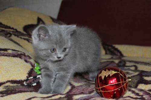 Продаются котята