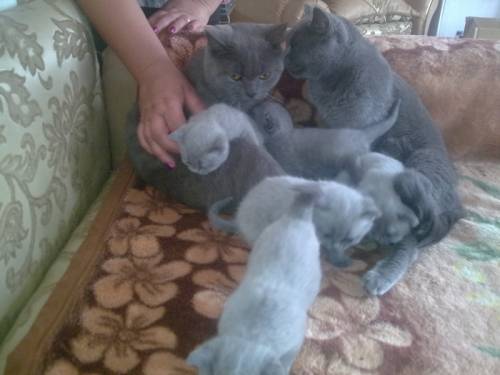 Продаются Котята Британский голубой скоттиш-страйт