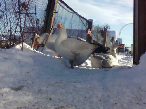 Продажа  гусыни