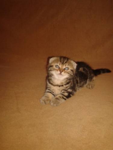Шотландские вислоухие котята 