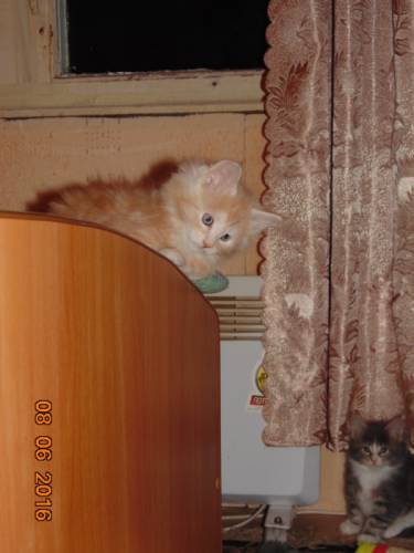 котята мейн кун 2мачика и девочки