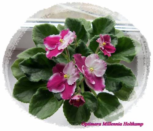 продаю черенки сортовых фиалок
