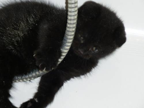 продажа шотландских котят