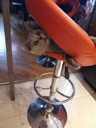 Ищу британского кота для вязки