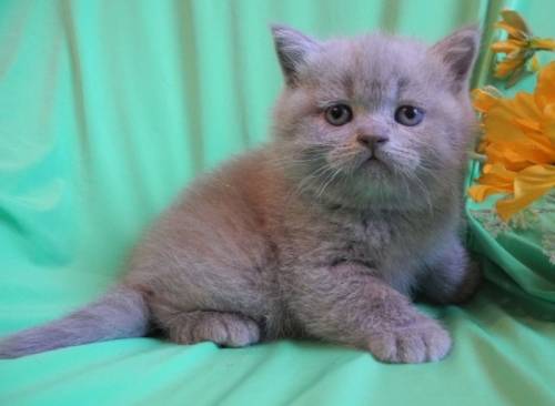 Плюшевые котята шотландские