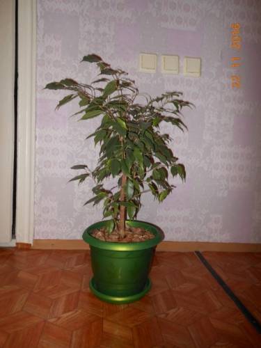 Продам фикус Торг
