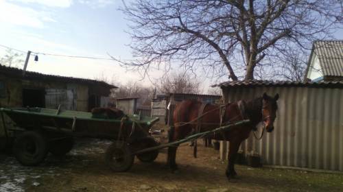 Лошадь ездовая верхи и в брычке 