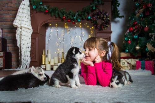 Продам щенков хаски шоу класса