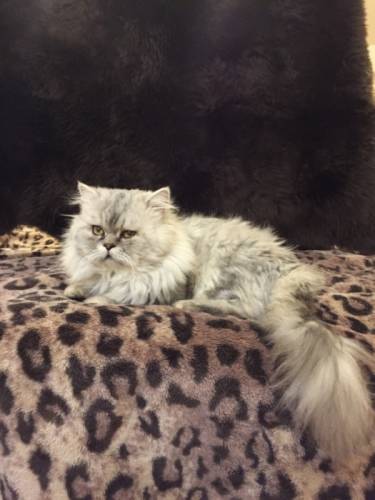 Предлагаеся  персидский кот на вязку