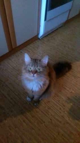 кот Британец мальчик